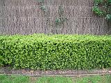 Buxus Hedge 